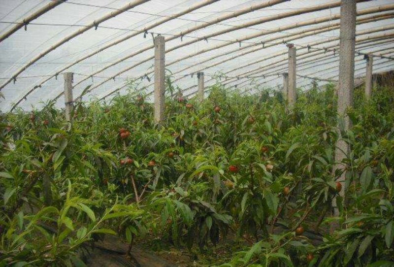 油桃苗大量现货供应可以实地考察