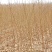 油桃苗大量现货供应可以实地考察