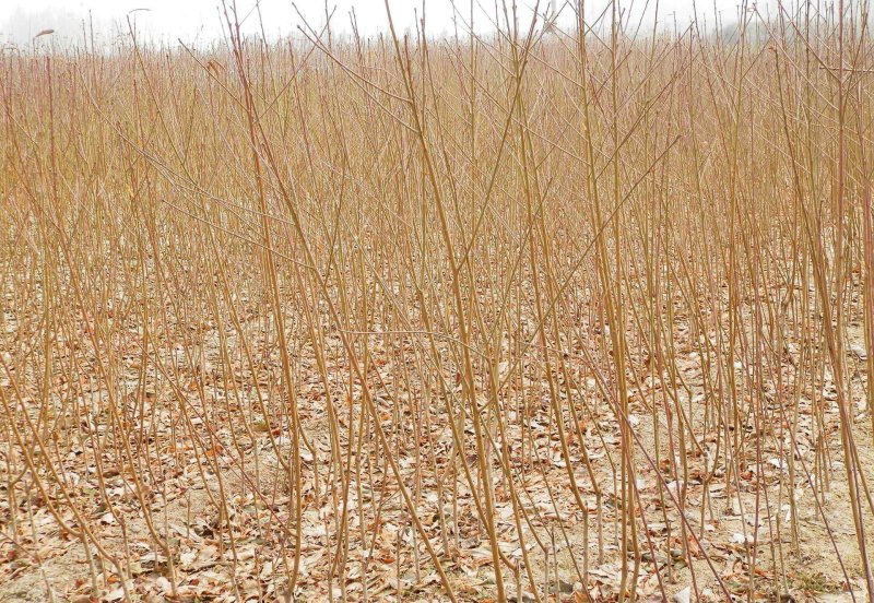 油桃苗大量现货供应可以实地考察