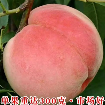 五月早熟桃树苗桃树苗单果平均400克【速生生长结果快】