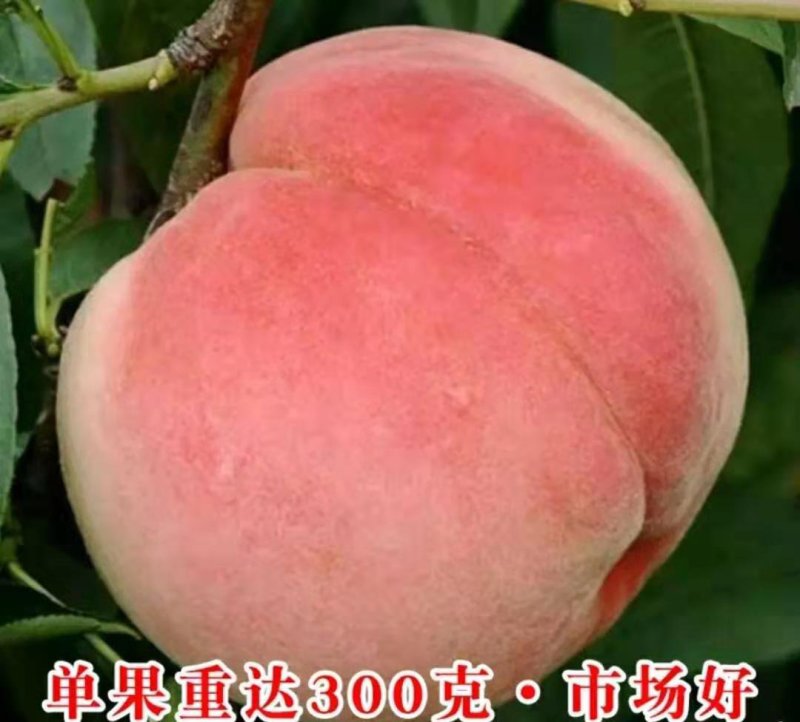 五月早熟桃树苗桃树苗单果平均400克【速生生长结果快】