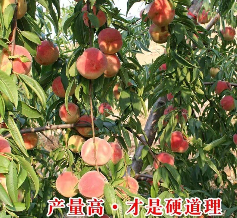 五月早熟桃树苗桃树苗单果平均400克【速生生长结果快】