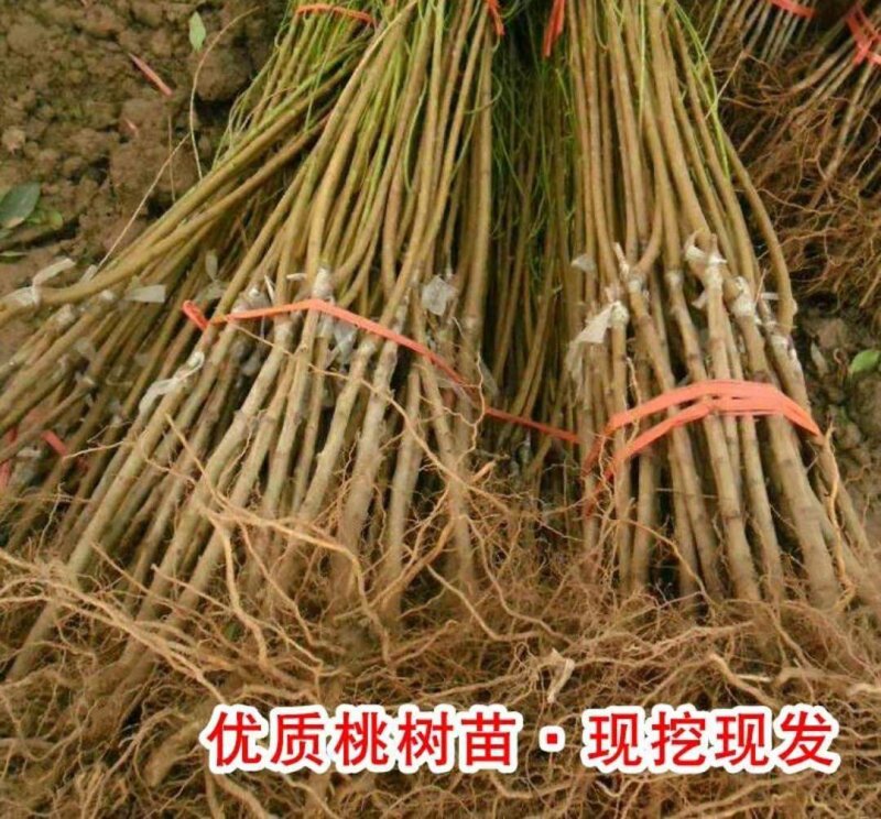 五月早熟桃树苗桃树苗单果平均400克【速生生长结果快】
