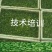 黑豆苗，技术培训，本人有着十几年过硬的技术