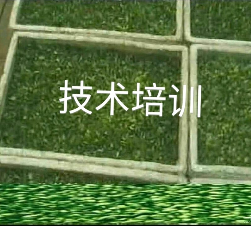 黑豆苗，技术培训，本人有着十几年过硬的技术