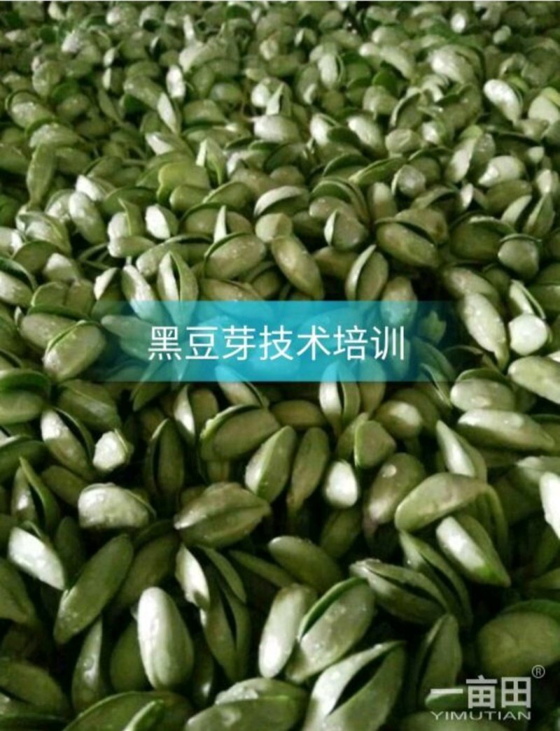 黑豆苗，技术培训，本人有着十几年过硬的技术