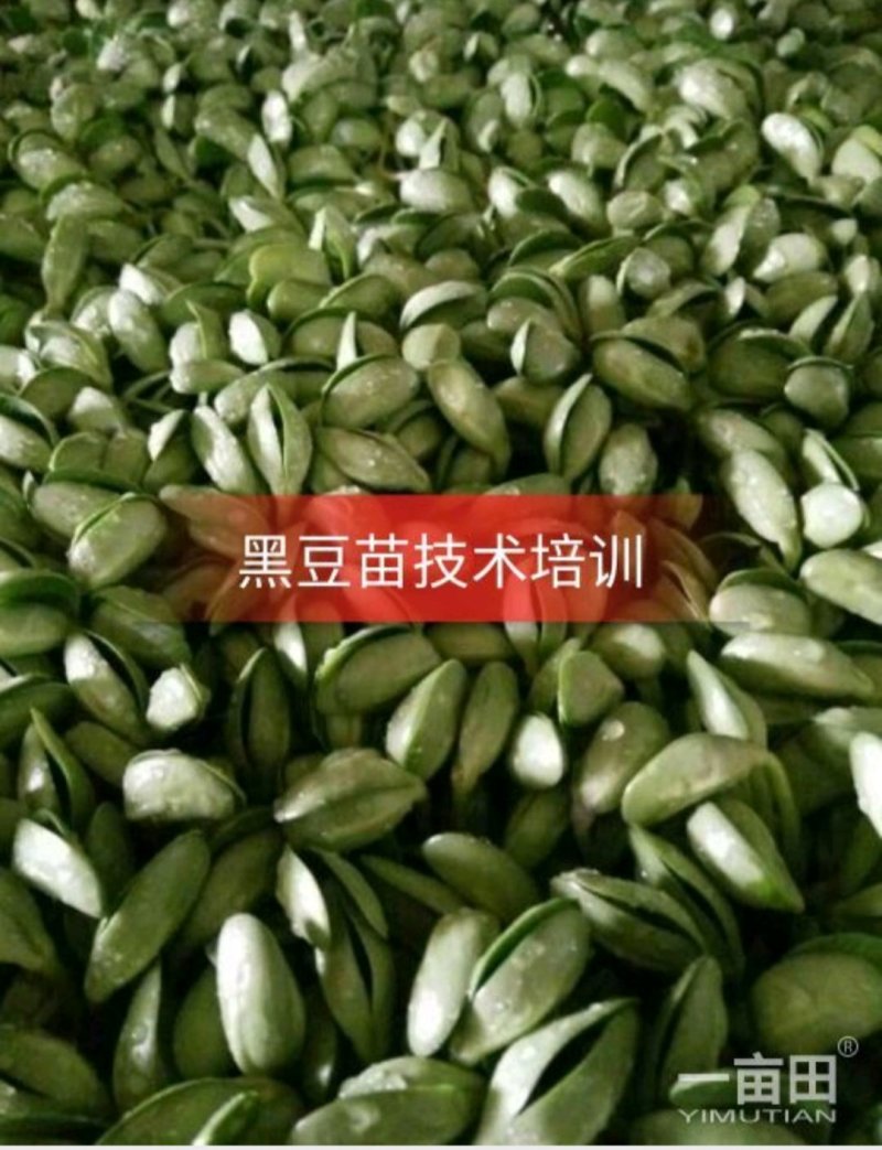 黑豆苗，技术培训，本人有着十几年过硬的技术
