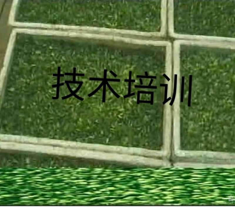 黑豆苗，技术培训，本人有着十几年过硬的技术