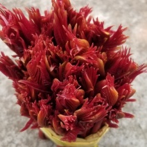 红油香椿芽