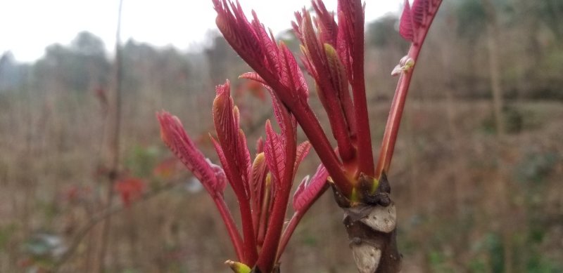 红油香椿芽