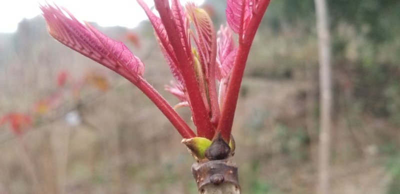 红油香椿芽