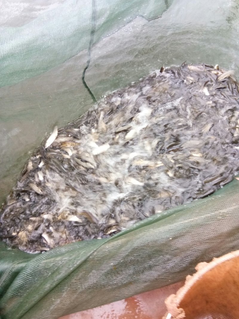 各种草鱼苗，鲫鱼苗，花鲢鱼苗