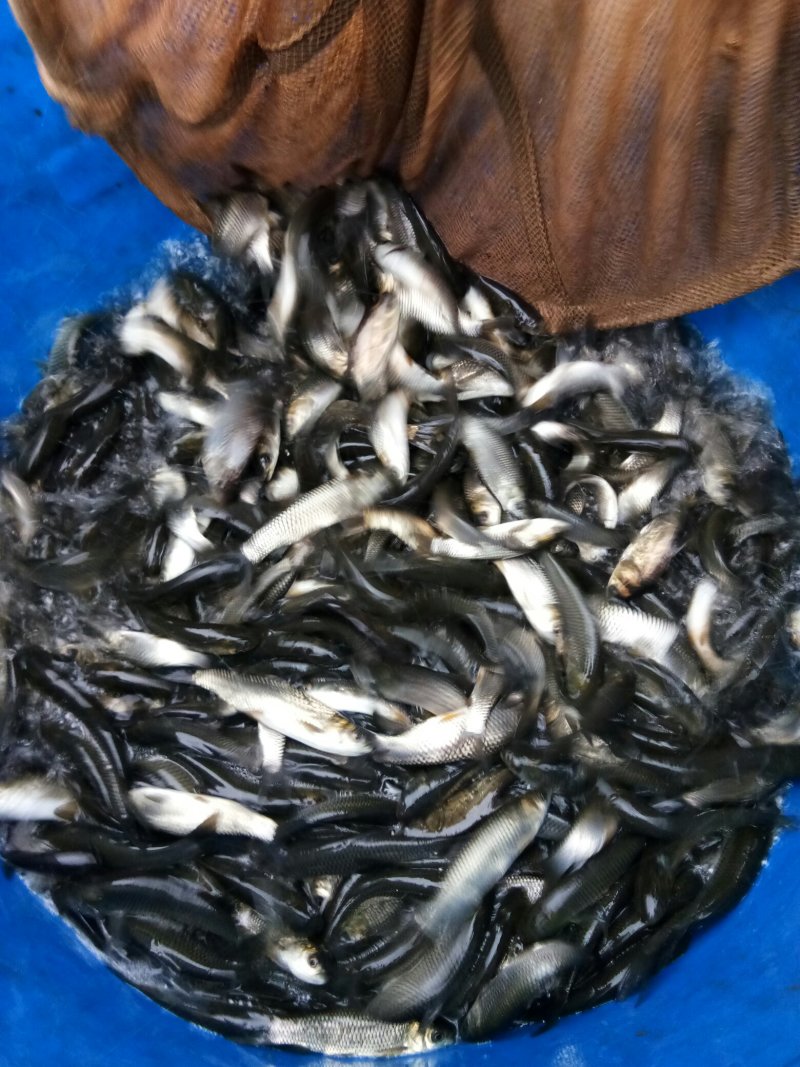 各种草鱼苗，鲫鱼苗，花鲢鱼苗