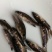 各种草鱼，鲤鱼，鲫鱼，花链鱼苗，