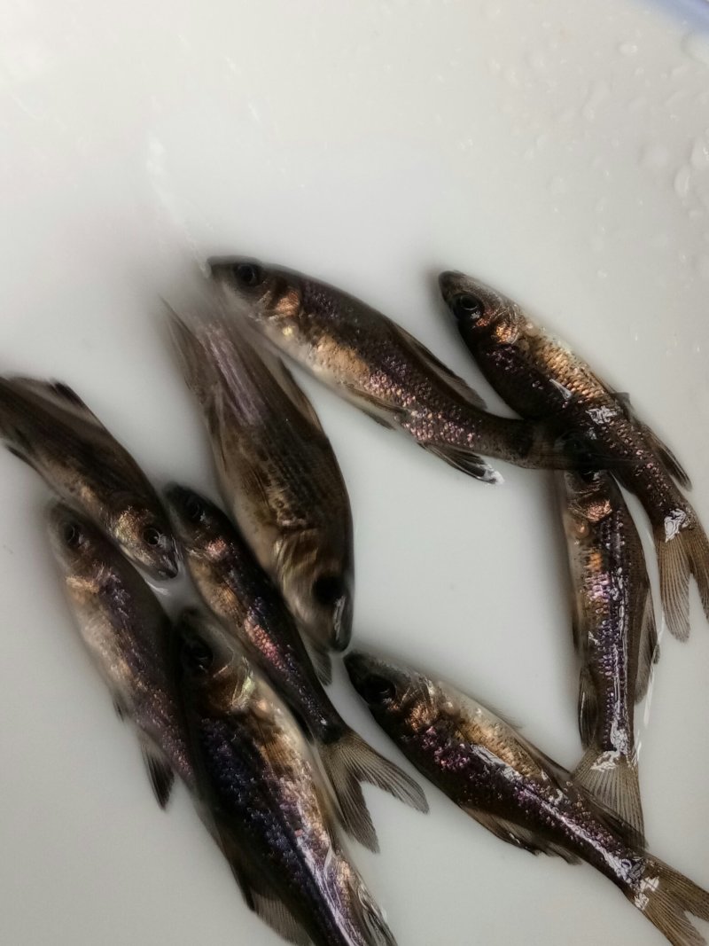 各种草鱼，鲤鱼，鲫鱼，花链鱼苗，