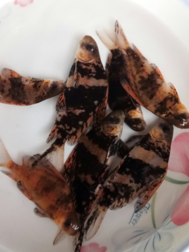 各种草鱼，鲤鱼，鲫鱼，花链鱼苗，