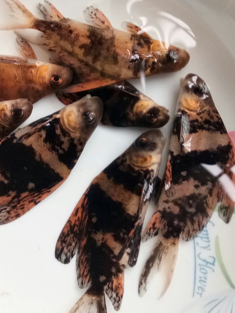 各种草鱼，鲤鱼，鲫鱼，花链鱼苗，