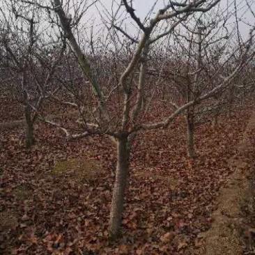 山楂树，各种规格的山楂树，欢迎订购