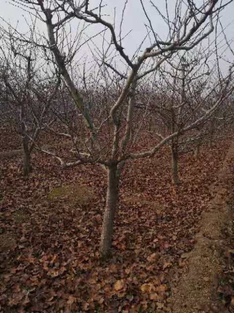 山楂树，各种规格的山楂树，欢迎订购