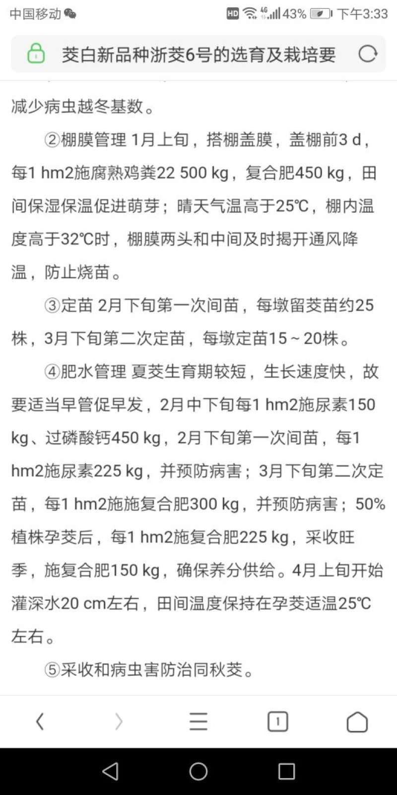 茭白苗