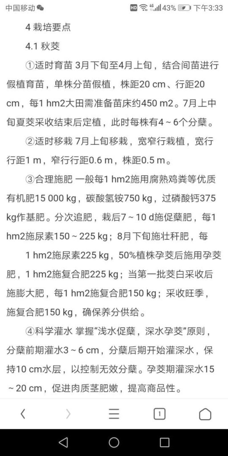 茭白苗