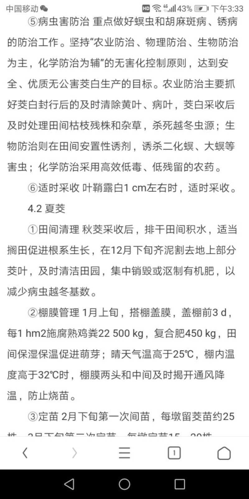 茭白苗