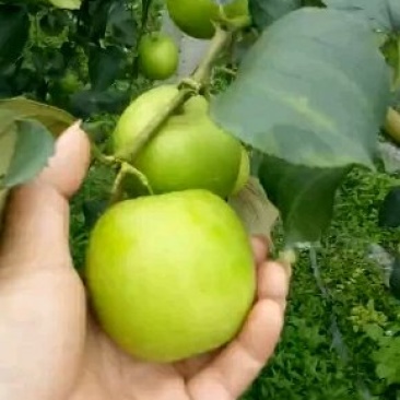 青枣苗30~50cm