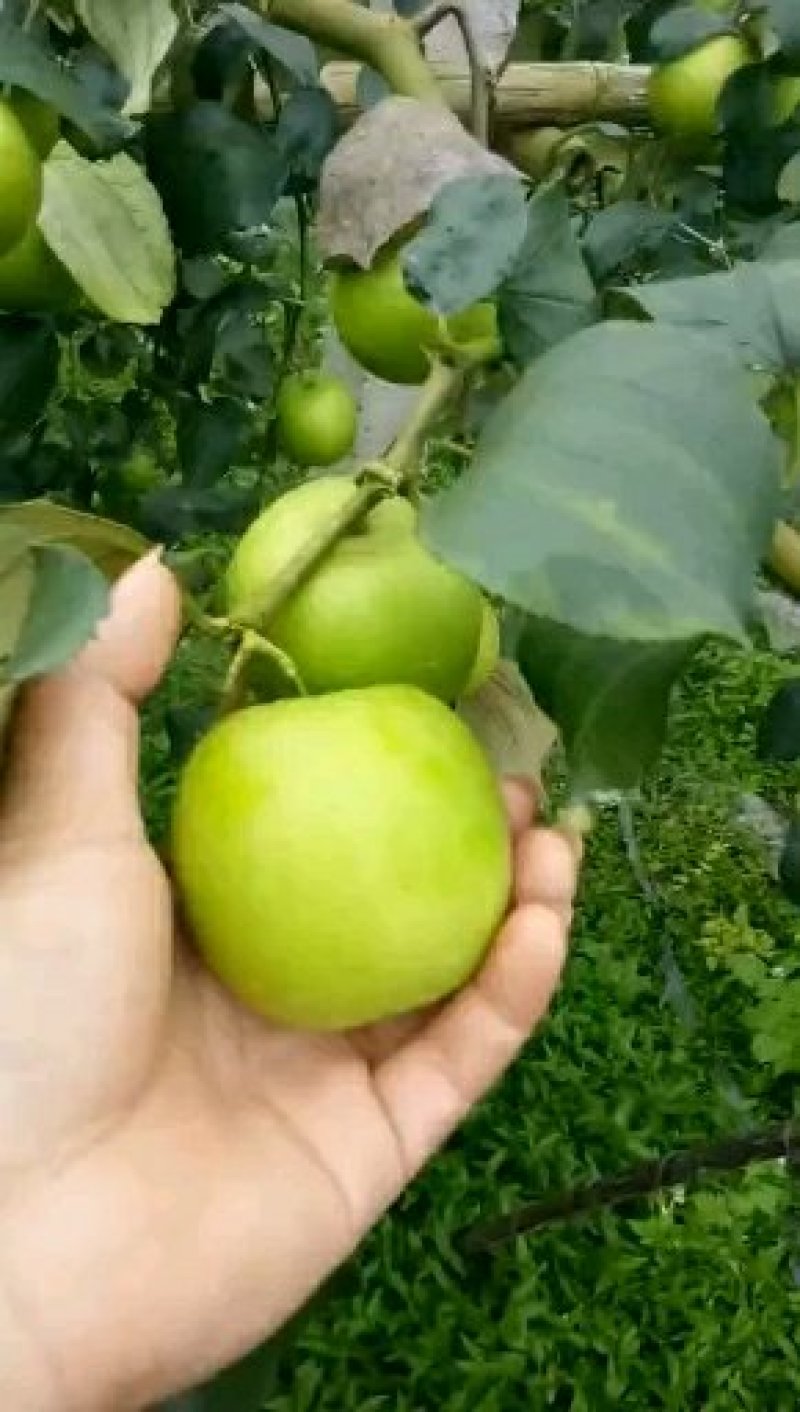 青枣苗30~50cm