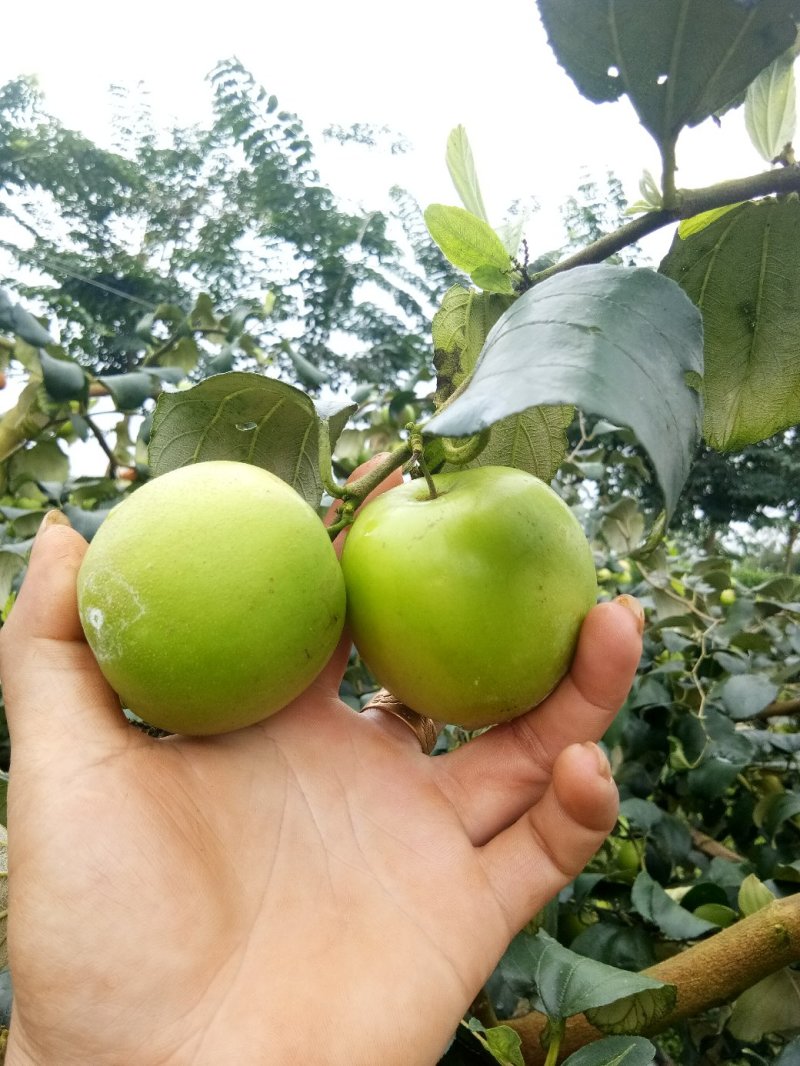 青枣苗30~50cm