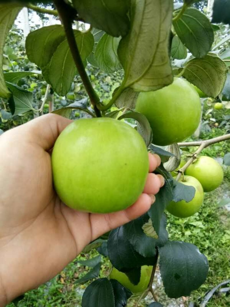 青枣苗30~50cm