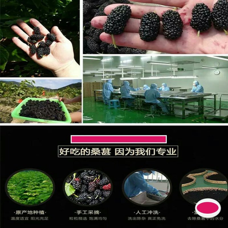 四川手选桑葚干黑桑椹无沙免洗泡水泡酒批发包邮零售