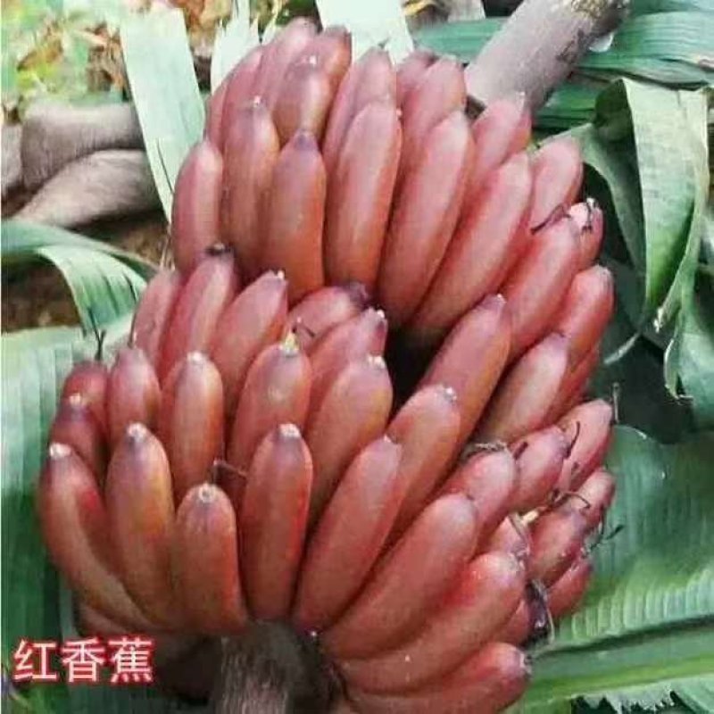 红香蕉苗一级良种1~2年