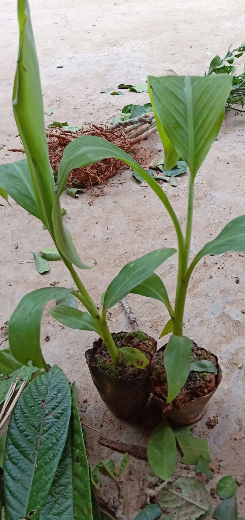 红香蕉苗一级良种1~2年