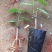 夏黑葡萄苗1年30~50cm