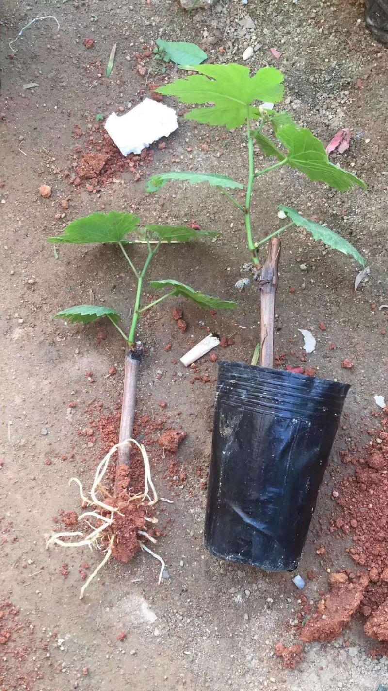 夏黑葡萄苗1年30~50cm