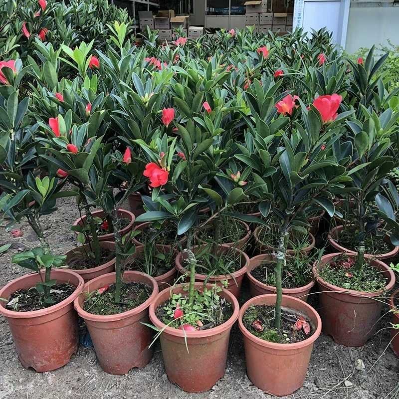 山茶花苗四季山茶花树苗盆栽树苗庭院种植