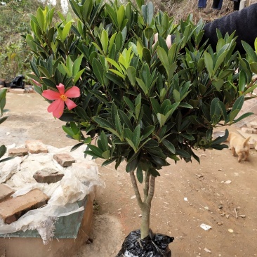 山茶花苗四季山茶花树苗盆栽树苗庭院种植