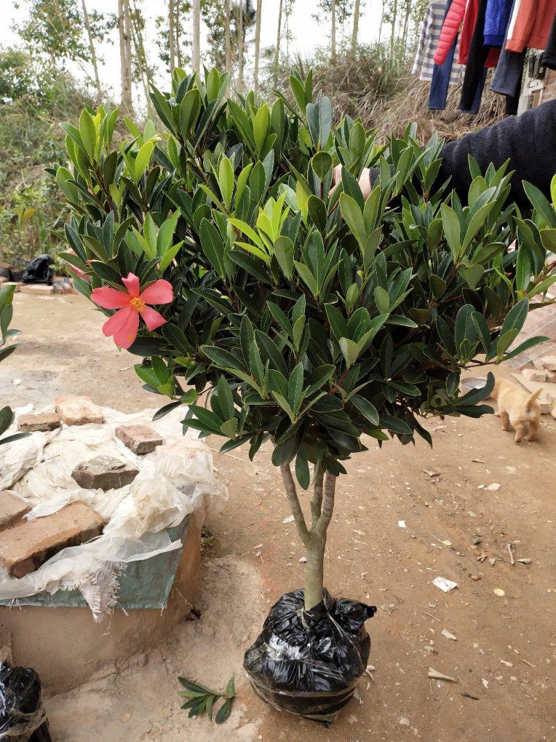 山茶花苗四季山茶花树苗盆栽树苗庭院种植