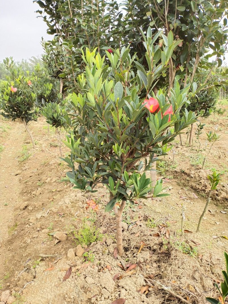 山茶花苗四季山茶花树苗盆栽树苗庭院种植