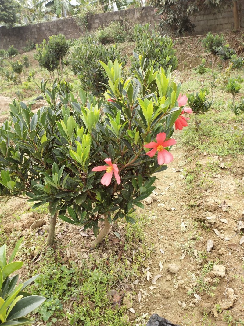 山茶花苗四季山茶花树苗盆栽树苗庭院种植