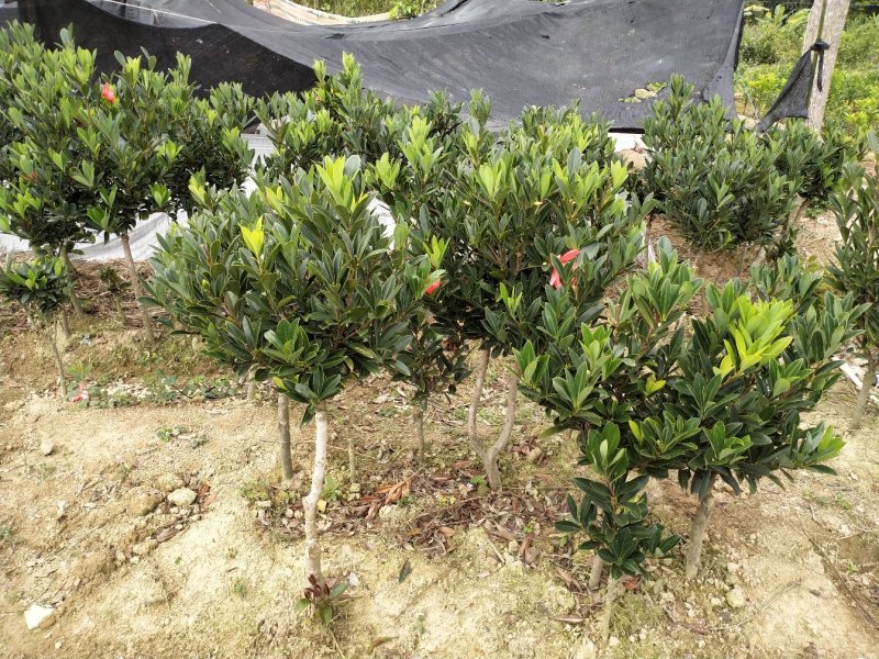山茶花苗四季山茶花树苗盆栽树苗庭院种植