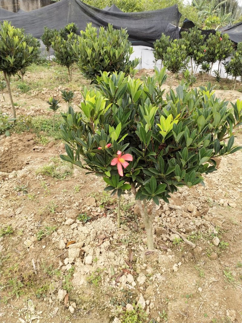 山茶花苗四季山茶花树苗盆栽树苗庭院种植