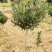 山茶花苗四季山茶花树苗盆栽树苗庭院种植