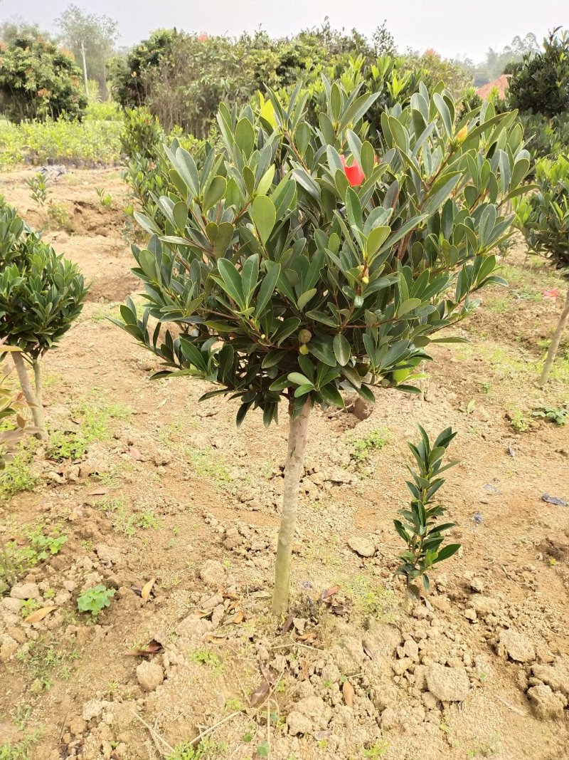 山茶花苗四季山茶花树苗盆栽树苗庭院种植