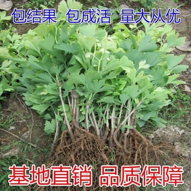 银杏树苗银杏苗白果树苗庭院风景树盆景园林绿化苗木行道树长