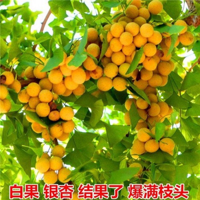 银杏树苗银杏苗白果树苗庭院风景树盆景园林绿化苗木行道树长