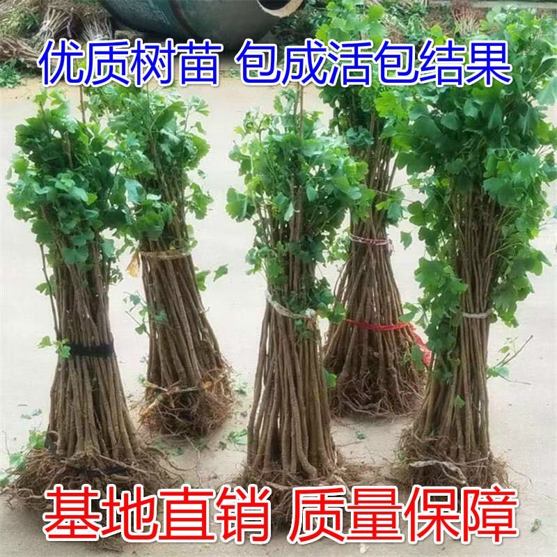 银杏树苗银杏苗白果树苗庭院风景树盆景园林绿化苗木行道树长