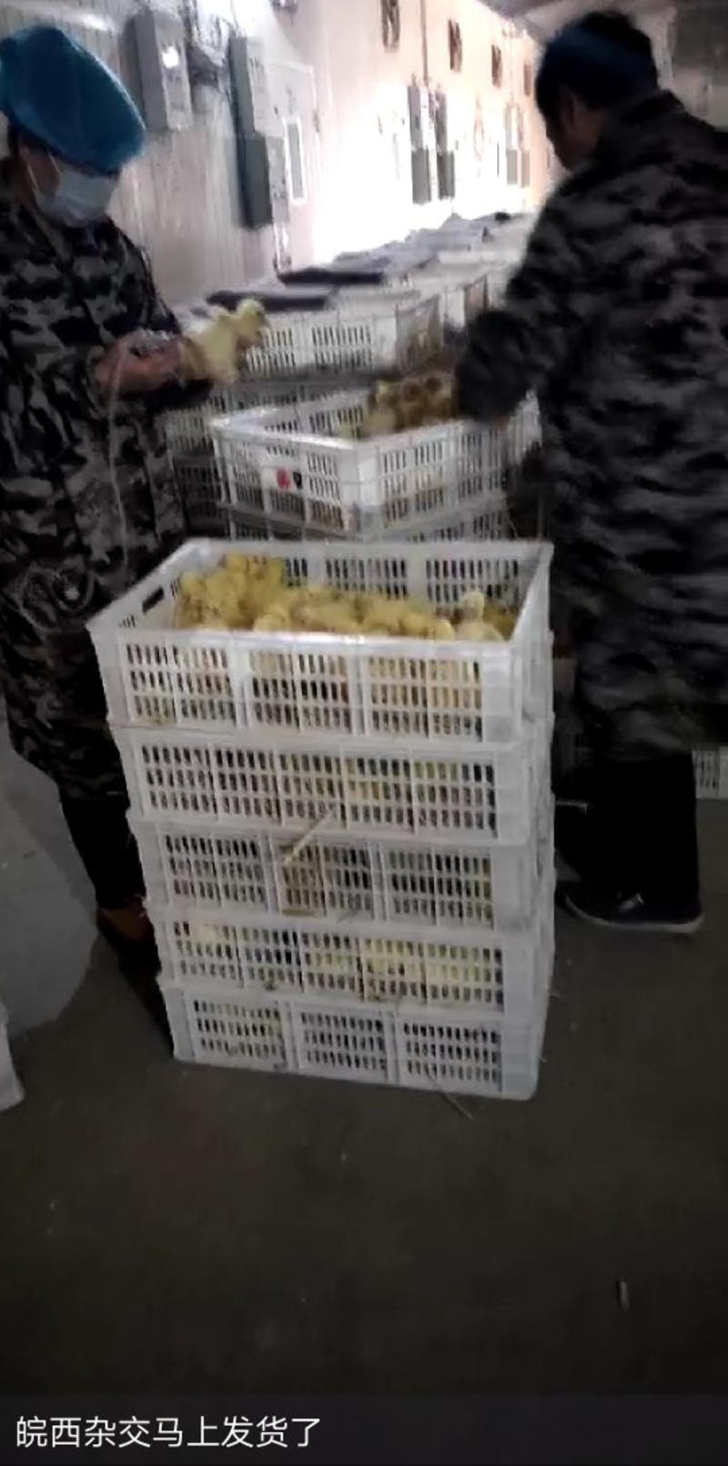 孵化基地直供青脚麻鸡黄脚麻鸡品质保证包路损包打疫苗