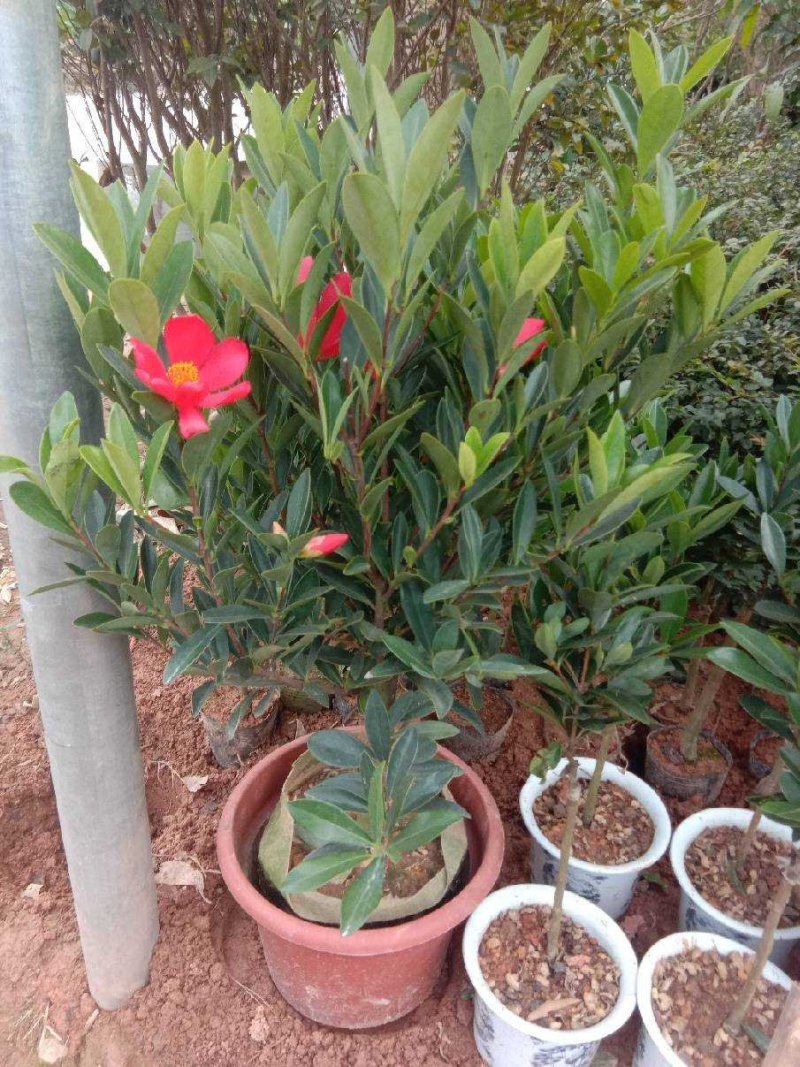 山茶花苗四季山茶花树苗盆栽树苗庭院种植