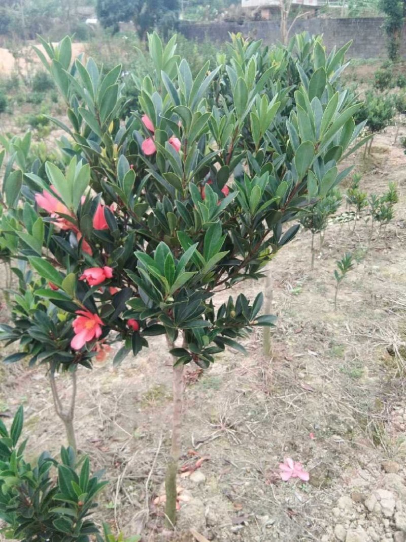 山茶花苗四季山茶花树苗盆栽树苗庭院种植